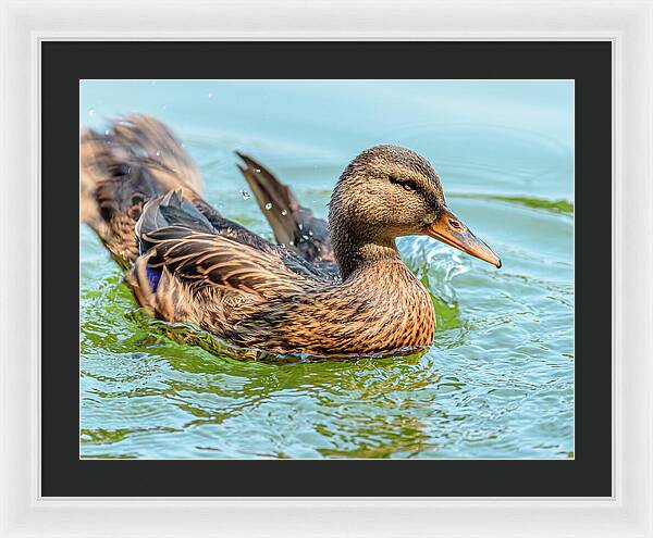 Duck Gliding on Water - Framed Print
