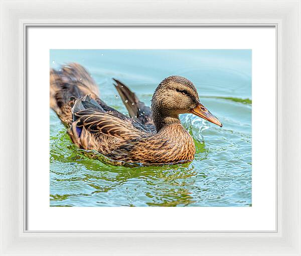 Duck Gliding on Water - Framed Print