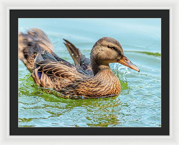 Duck Gliding on Water - Framed Print