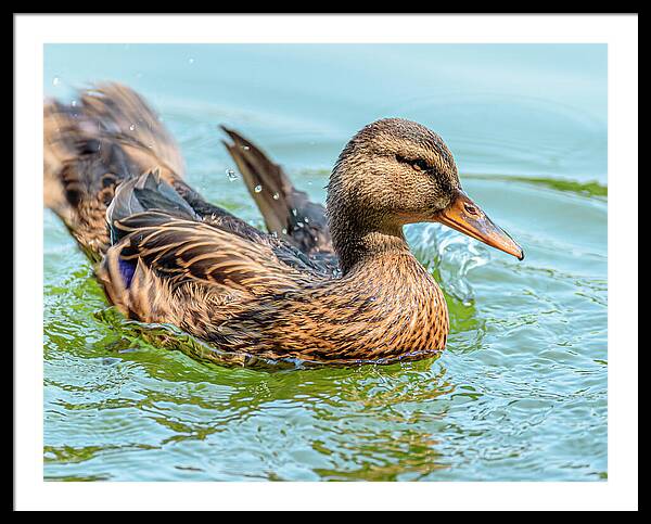 Duck Gliding on Water - Framed Print