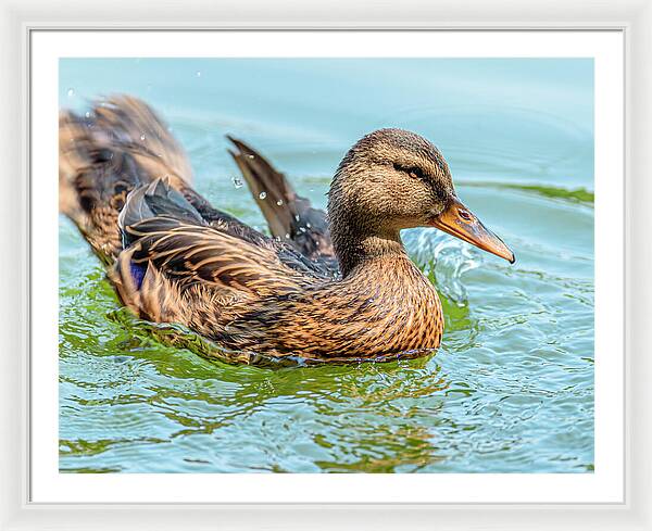 Duck Gliding on Water - Framed Print