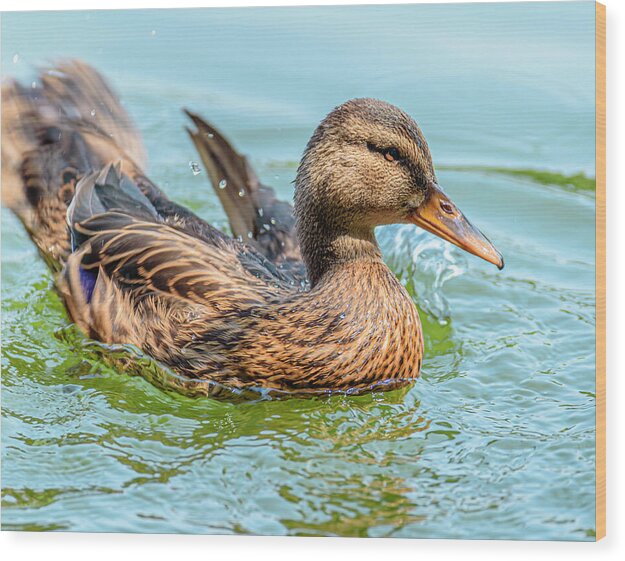 Duck Gliding on Water - Wood Print
