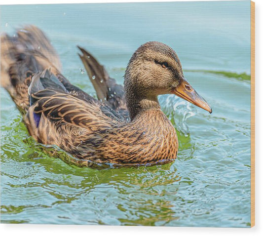 Duck Gliding on Water - Wood Print