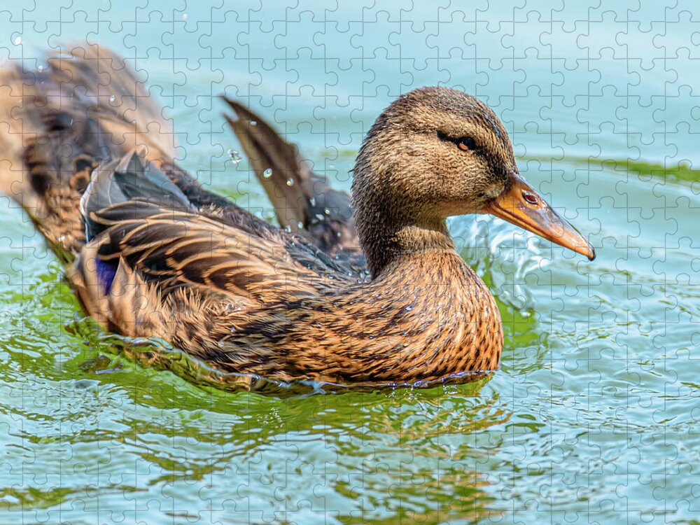 Duck Gliding on Water - Puzzle