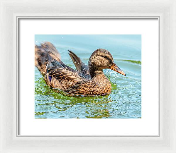 Duck Gliding on Water - Framed Print
