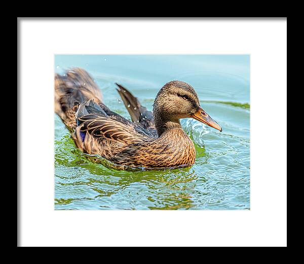 Duck Gliding on Water - Framed Print