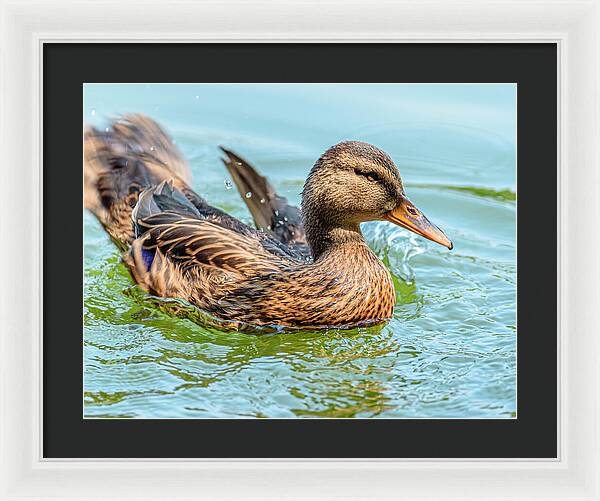 Duck Gliding on Water - Framed Print