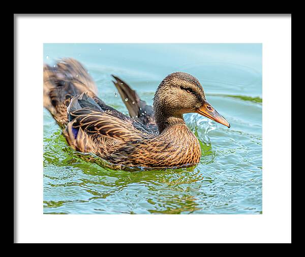 Duck Gliding on Water - Framed Print