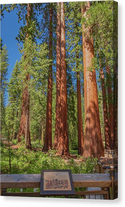 Ecology of The Grove in Mariposa - Canvas Print