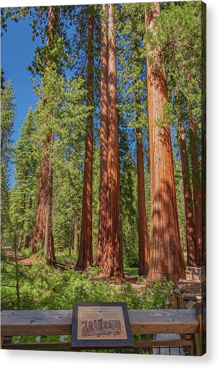Ecology of The Grove in Mariposa - Acrylic Print