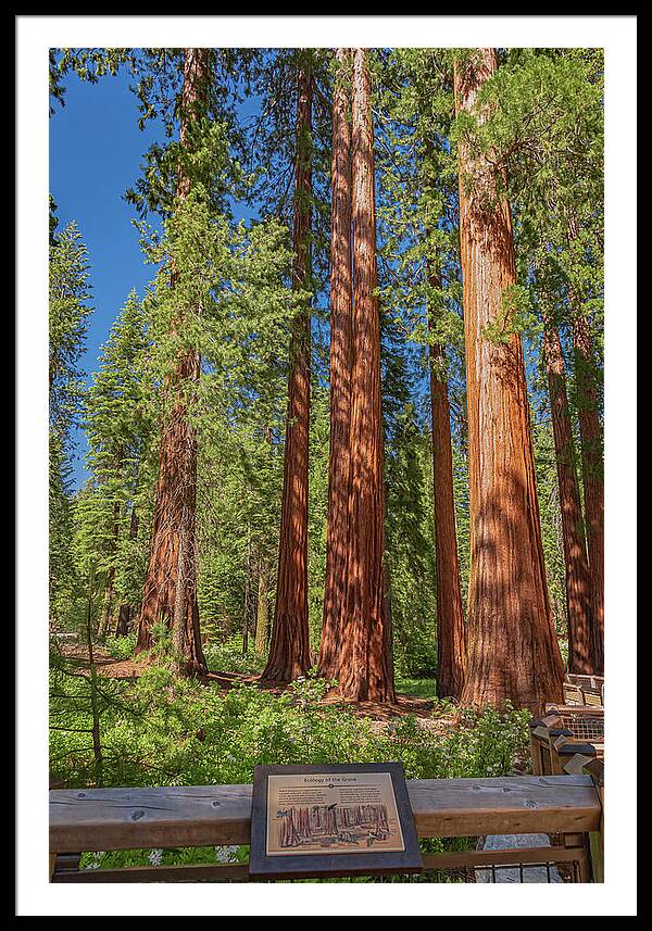 Ecology of The Grove in Mariposa - Framed Print