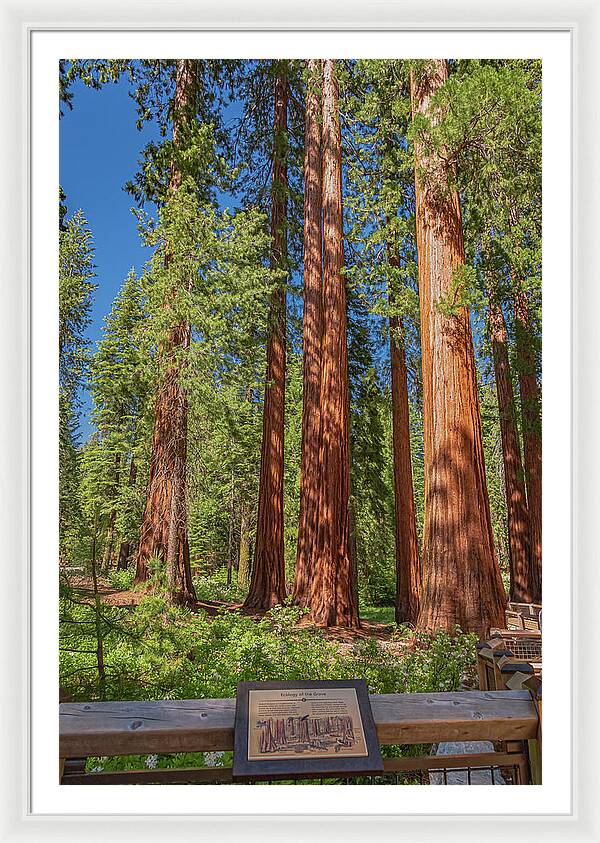 Ecology of The Grove in Mariposa - Framed Print