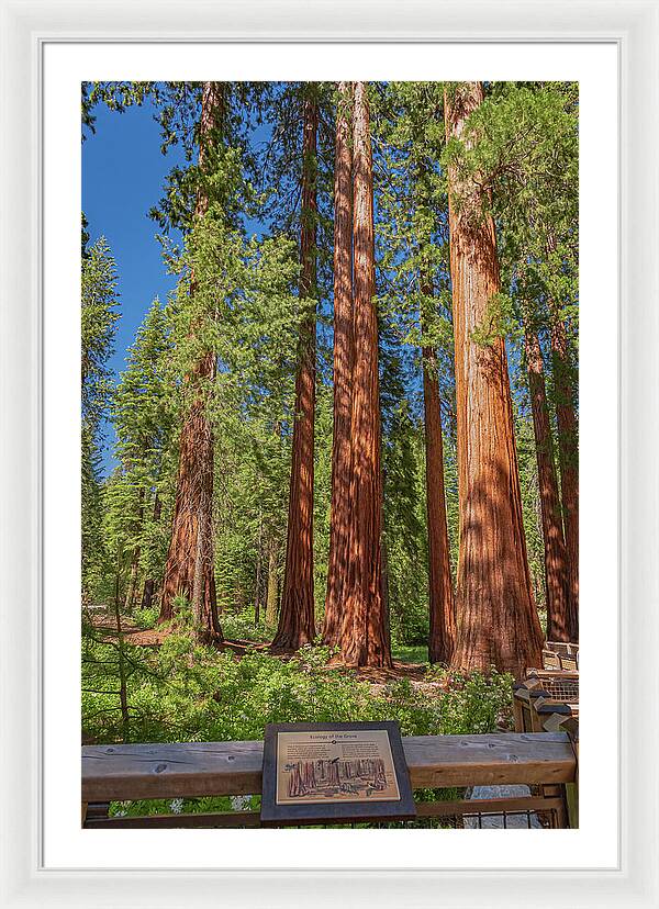 Ecology of The Grove in Mariposa - Framed Print