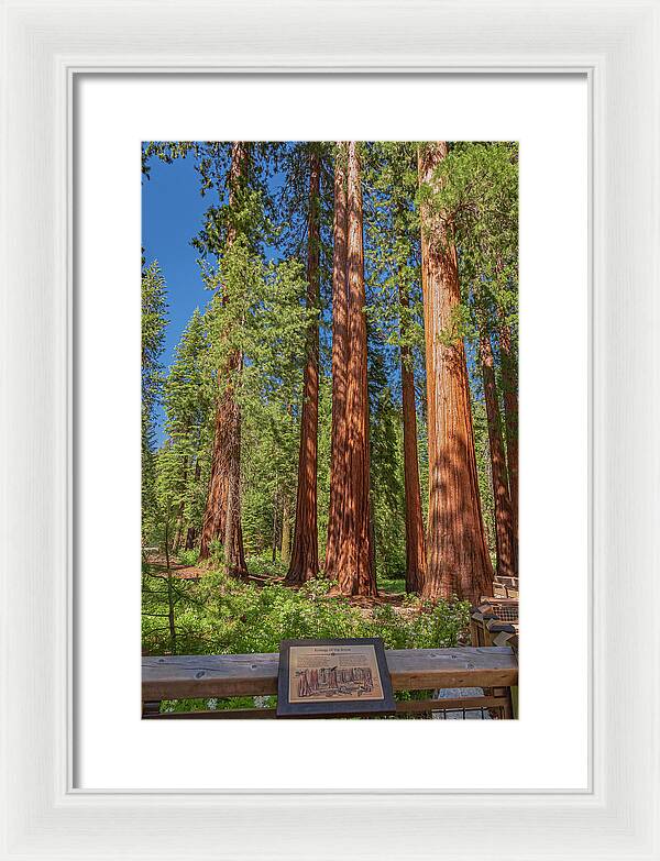Ecology of The Grove in Mariposa - Framed Print