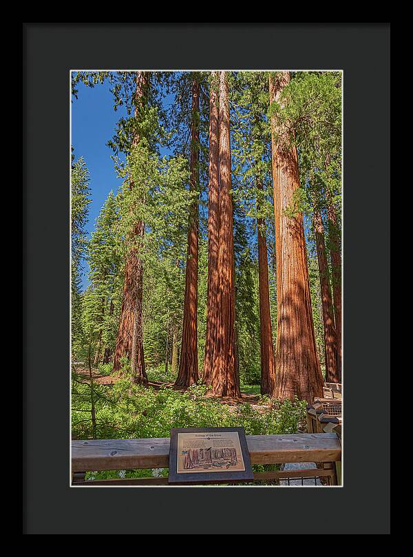 Ecology of The Grove in Mariposa - Framed Print
