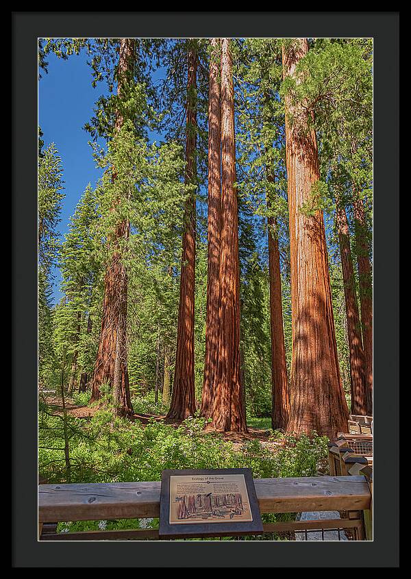 Ecology of The Grove in Mariposa - Framed Print