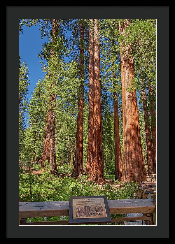 Ecology of The Grove in Mariposa - Framed Print