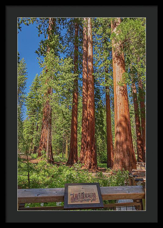 Ecology of The Grove in Mariposa - Framed Print