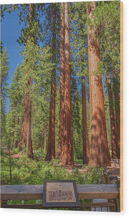 Ecology of The Grove in Mariposa - Wood Print