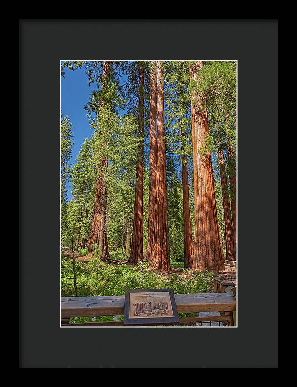 Ecology of The Grove in Mariposa - Framed Print