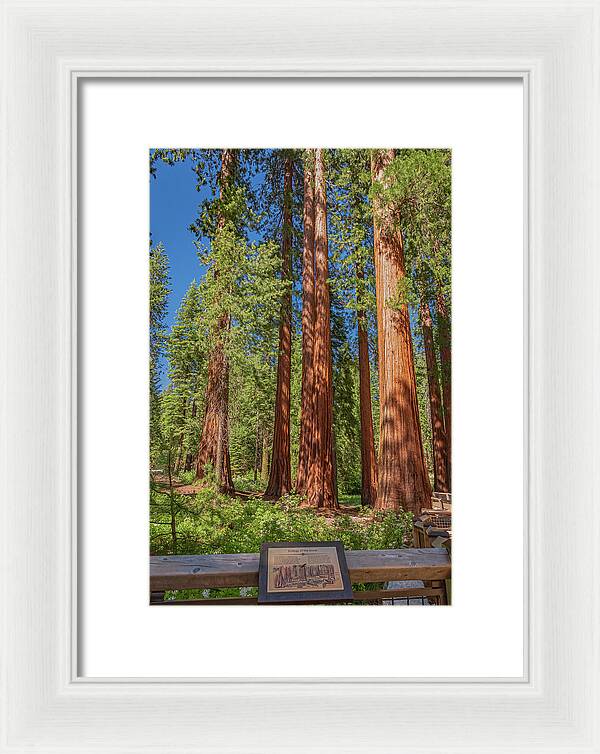 Ecology of The Grove in Mariposa - Framed Print