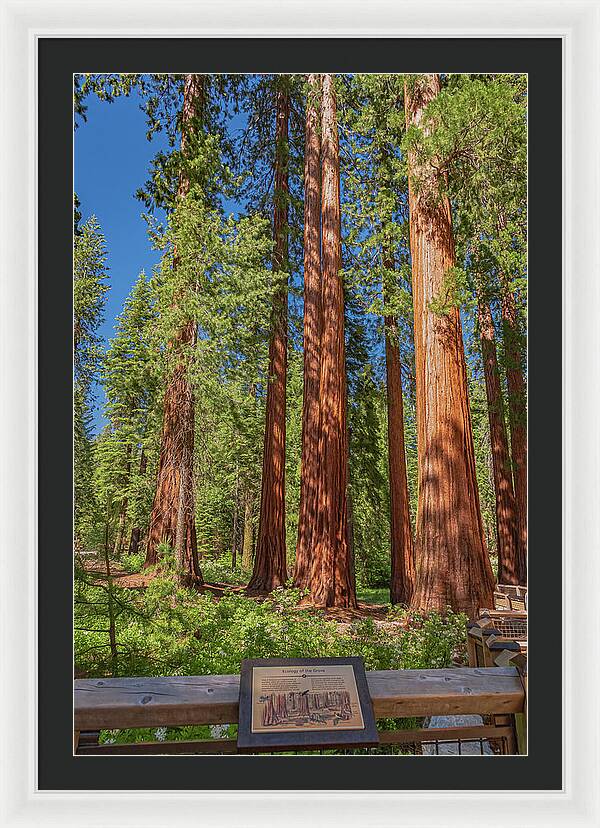 Ecology of The Grove in Mariposa - Framed Print