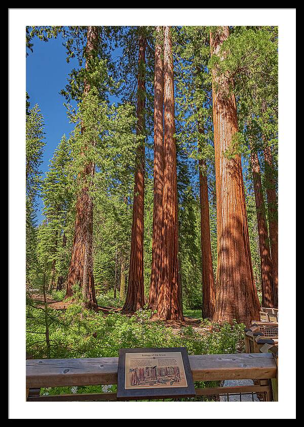 Ecology of The Grove in Mariposa - Framed Print