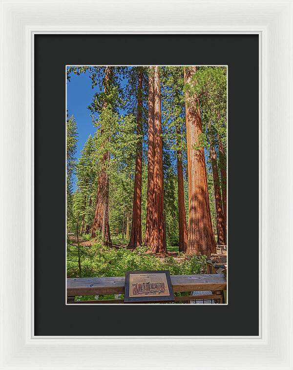 Ecology of The Grove in Mariposa - Framed Print