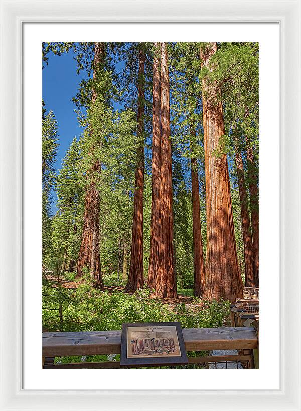 Ecology of The Grove in Mariposa - Framed Print