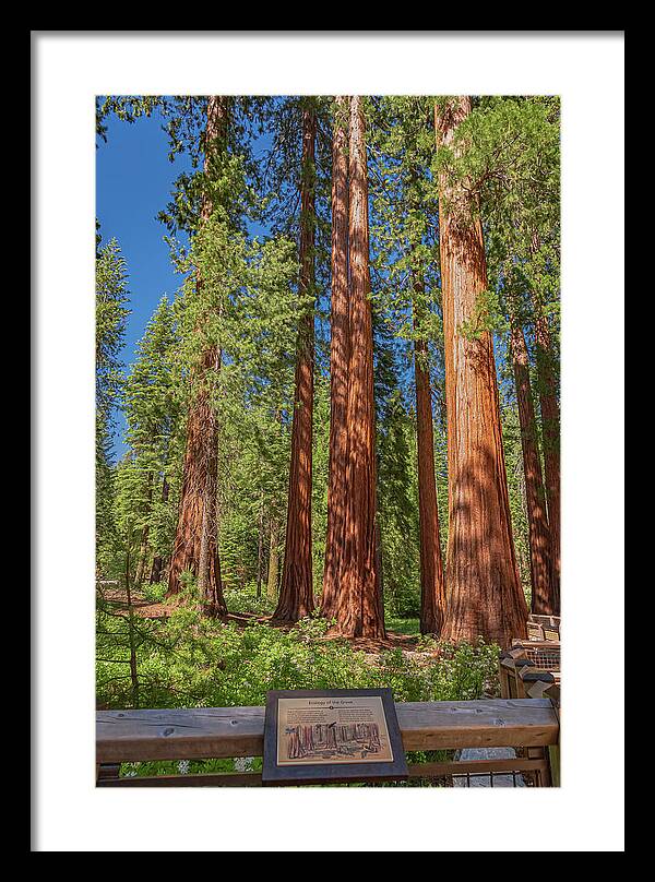 Ecology of The Grove in Mariposa - Framed Print