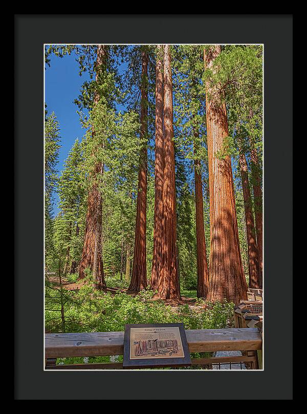 Ecology of The Grove in Mariposa - Framed Print