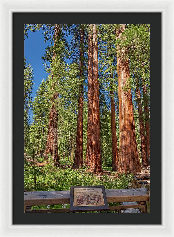 Ecology of The Grove in Mariposa - Framed Print