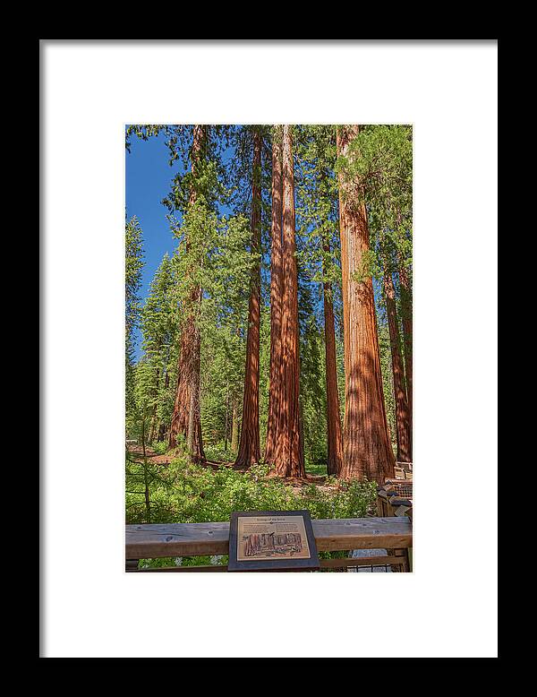 Ecology of The Grove in Mariposa - Framed Print