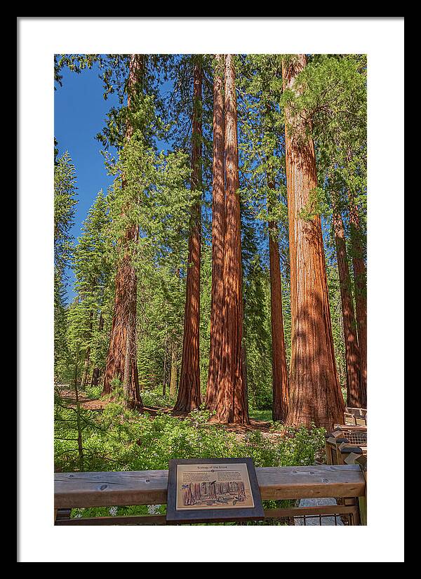 Ecology of The Grove in Mariposa - Framed Print