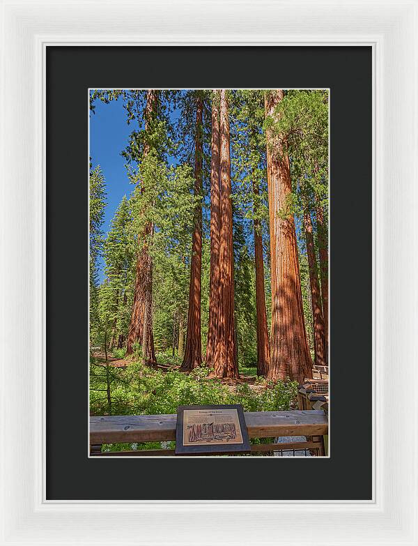 Ecology of The Grove in Mariposa - Framed Print