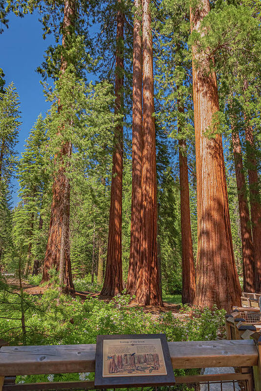 Ecology of The Grove in Mariposa - Art Print