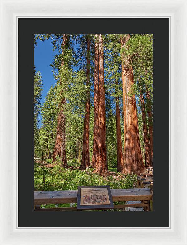 Ecology of The Grove in Mariposa - Framed Print
