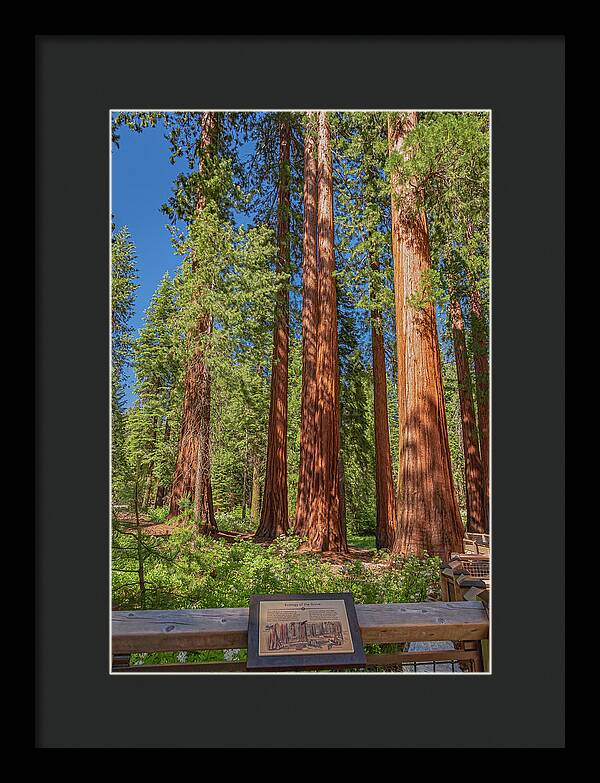 Ecology of The Grove in Mariposa - Framed Print