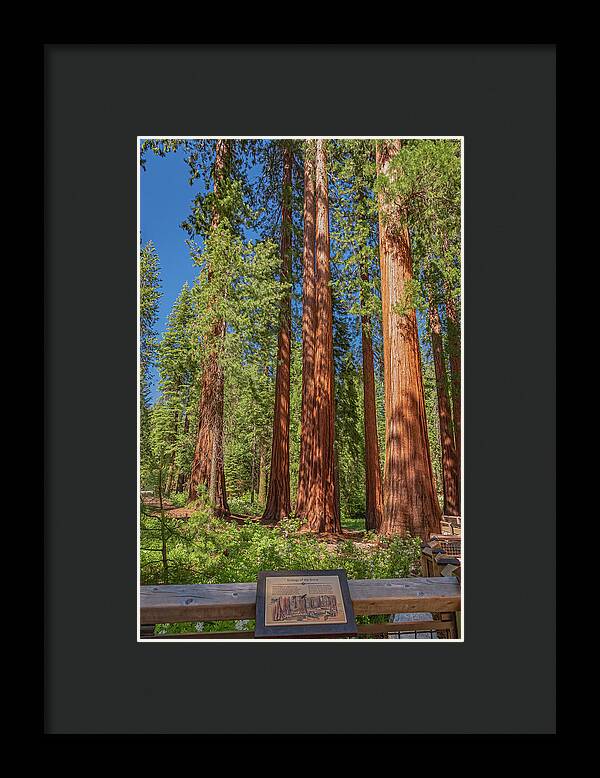 Ecology of The Grove in Mariposa - Framed Print