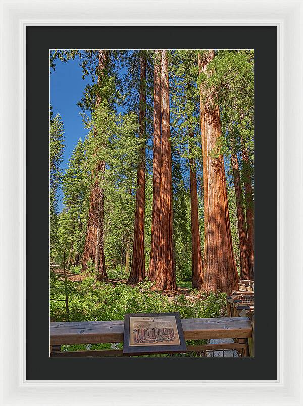 Ecology of The Grove in Mariposa - Framed Print