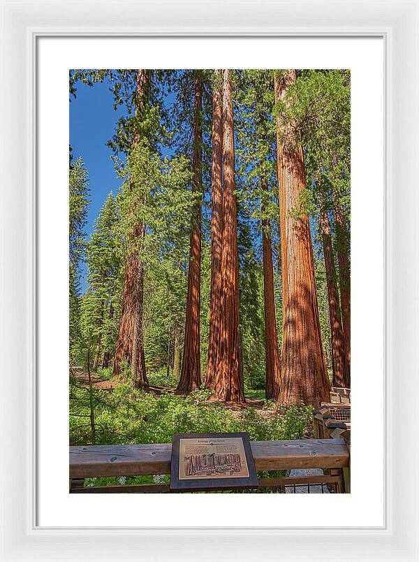 Ecology of The Grove in Mariposa - Framed Print