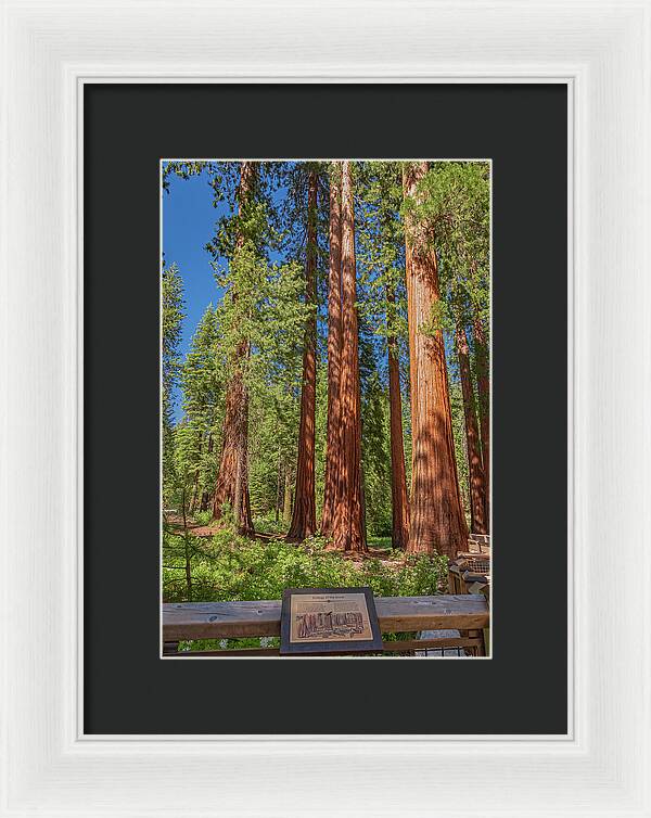 Ecology of The Grove in Mariposa - Framed Print