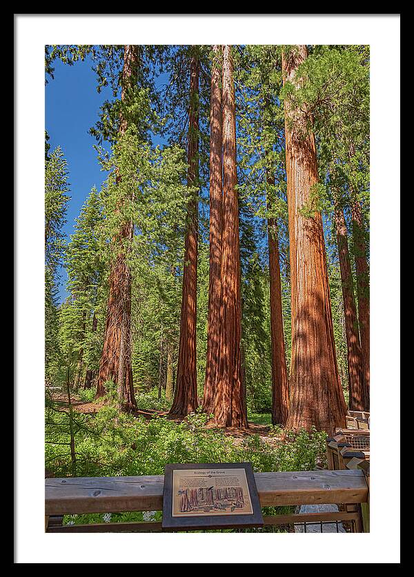 Ecology of The Grove in Mariposa - Framed Print