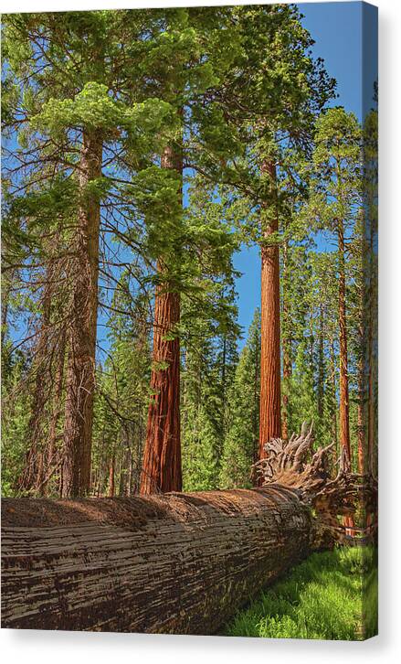 Fallen Tree in Mariposa Grove - Canvas Print
