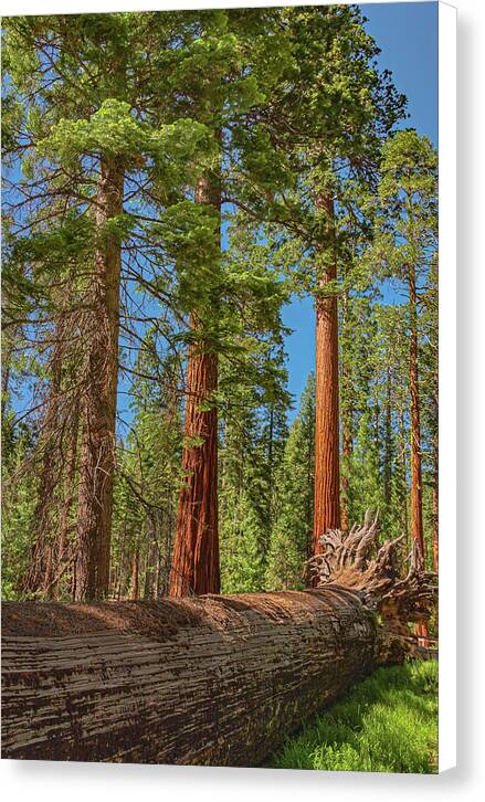 Fallen Tree in Mariposa Grove - Canvas Print
