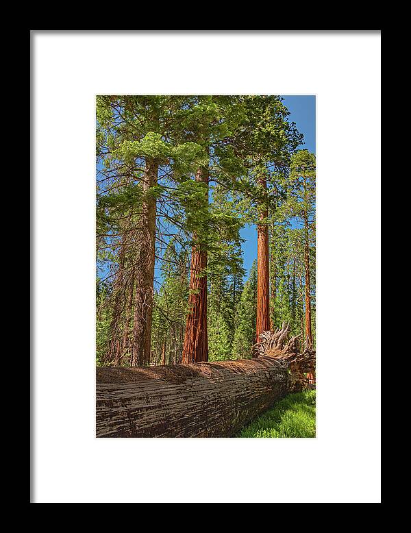 Fallen Tree in Mariposa Grove - Framed Print