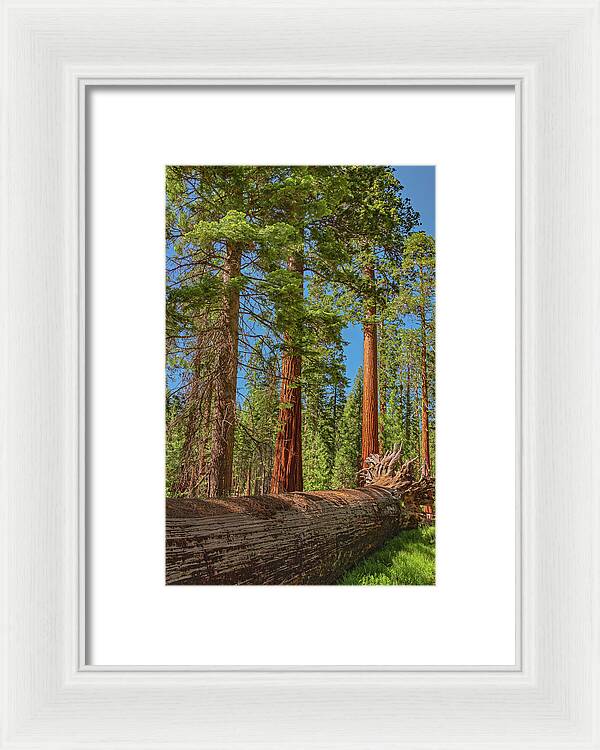Fallen Tree in Mariposa Grove - Framed Print