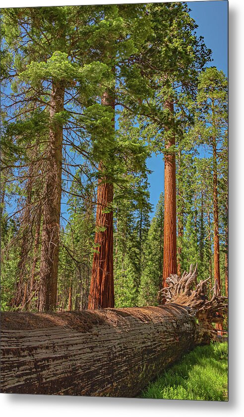 Fallen Tree in Mariposa Grove - Metal Print