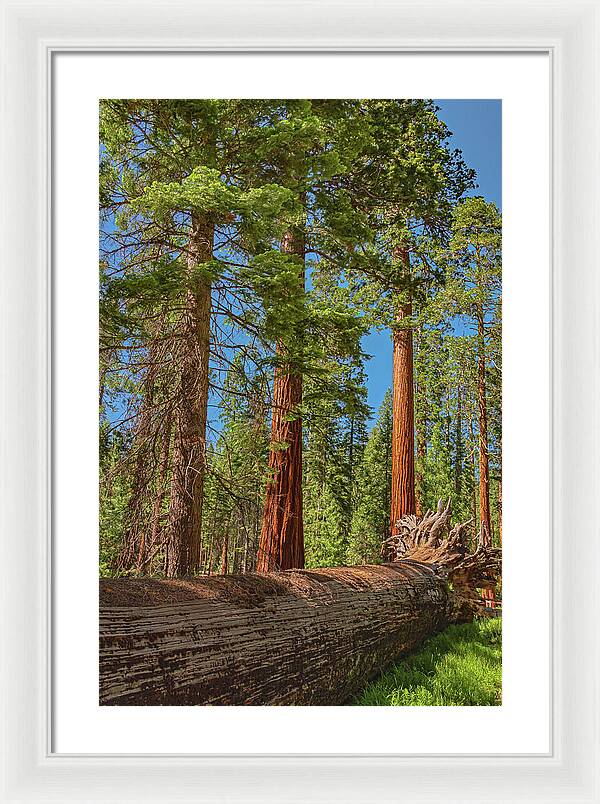 Fallen Tree in Mariposa Grove - Framed Print