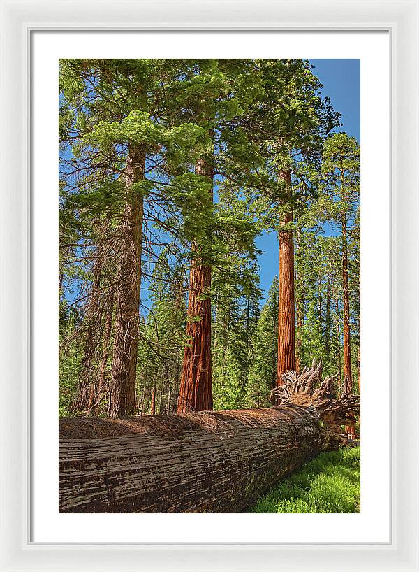 Fallen Tree in Mariposa Grove - Framed Print